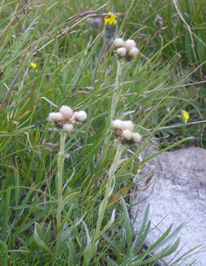 Antennaria carpatica e Antennaria dioica